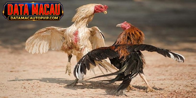Data Sabung Ayam Macau menghadirkan pertandingan yang mendebarkan untuk Anda