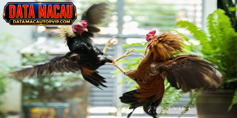 WS168 Cockfight adalah tempat sabung ayam lain yang tidak boleh dilewatkan hari ini